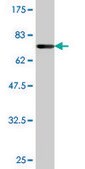 Monoclonal Anti-TCN1 antibody produced in mouse clone 3F10, purified immunoglobulin, buffered aqueous solution