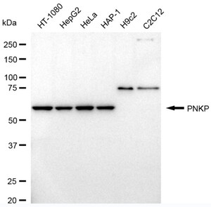 Anti PNKP Antibody, clone 24GB965, Rabbit Monoclonal clone 24GB965, recombinant rabbit monoclonal, expressed in HEK293 cells