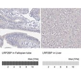 Anti-LRP2BP antibody produced in rabbit Prestige Antibodies® Powered by Atlas Antibodies, affinity isolated antibody, buffered aqueous glycerol solution