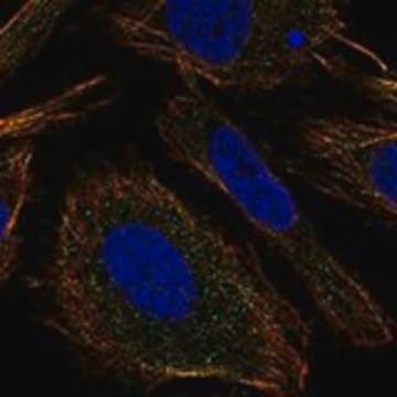 Anti-TMEM9 antibody produced in rabbit Prestige Antibodies&#174; Powered by Atlas Antibodies, affinity isolated antibody, buffered aqueous glycerol solution