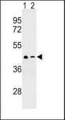 ANTI-CXCR7 (C-TERM) antibody produced in rabbit IgG fraction of antiserum, buffered aqueous solution
