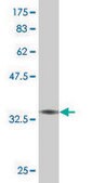 Monoclonal Anti-TGIF2, (C-terminal) antibody produced in mouse clone 6A8, purified immunoglobulin, buffered aqueous solution