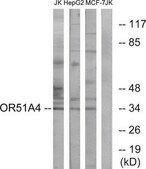 Anti-OR51A4 antibody produced in rabbit affinity isolated antibody