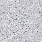 Anti-PAXIP1 antibody produced in rabbit Prestige Antibodies&#174; Powered by Atlas Antibodies, affinity isolated antibody, buffered aqueous glycerol solution