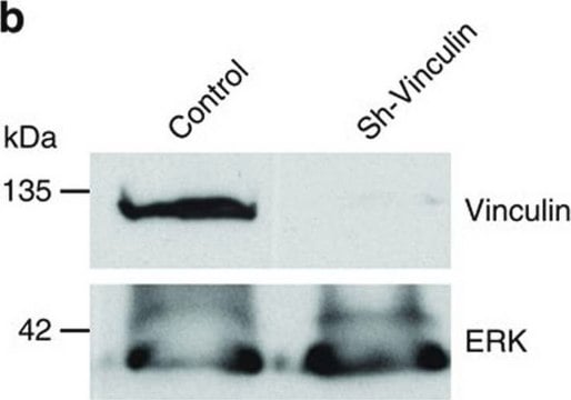 黏着斑蛋白单克隆抗体小鼠抗clone VIN-11-5, ascites fluid | Sigma