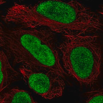 Anti-HMGN2 antibody produced in rabbit Prestige Antibodies&#174; Powered by Atlas Antibodies, affinity isolated antibody
