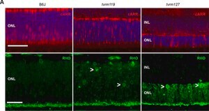 Anti-Rhodopsin Antibody, CT, last 9 amino acids, clone Rho 1D4 clone Rho 1D4, Chemicon®, from mouse