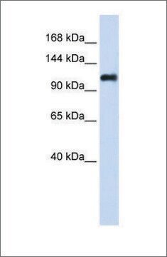 Anti-NID2 antibody produced in rabbit affinity isolated antibody
