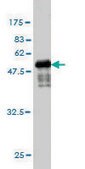 Monoclonal Anti-TPSAB1 antibody produced in mouse clone 2A10-B5, purified immunoglobulin, buffered aqueous solution