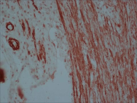 抗-小鼠IgG（Fc特异性）-过氧化物酶 山羊抗 affinity isolated antibody, buffered aqueous solution