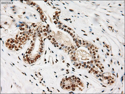 Monoclonal Anti-Notch1 antibody produced in mouse clone 3E12, purified immunoglobulin, buffered aqueous glycerol solution