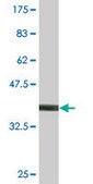 Monoclonal Anti-PIK3R4 antibody produced in mouse clone 1H7, purified immunoglobulin, buffered aqueous solution