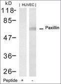 Anti-PXN (Ab-88) antibody produced in rabbit affinity isolated antibody