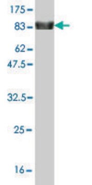 Monoclonal Anti-ZNF394 antibody produced in mouse clone 2D8, purified immunoglobulin, buffered aqueous solution