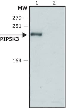 Anti-PIP5K3 (N-terminal) antibody produced in rabbit ~1.5&#160;mg/mL, affinity isolated antibody, buffered aqueous solution