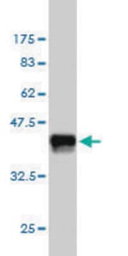 Monoclonal Anti-SH2D3C antibody produced in mouse clone 3F5, purified immunoglobulin, buffered aqueous solution