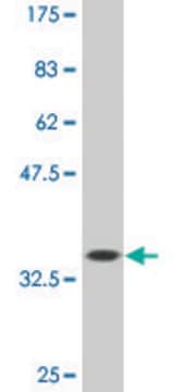 Monoclonal Anti-TBX2, (C-terminal) antibody produced in mouse clone 3B2, ascites fluid