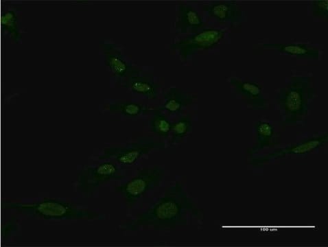 Monoclonal Anti-SH2D3A, (C-terminal) antibody produced in mouse clone 3B11, purified immunoglobulin, buffered aqueous solution