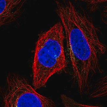 Anti-KLHL12 antibody produced in rabbit Prestige Antibodies&#174; Powered by Atlas Antibodies, affinity isolated antibody
