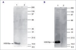 Imprint® Anti-H3S10p antibody produced in rabbit whole antiserum, buffered aqueous solution