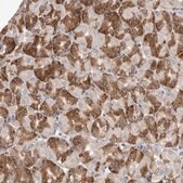 Anti-TMEM245 antibody produced in rabbit Prestige Antibodies® Powered by Atlas Antibodies, affinity isolated antibody, buffered aqueous glycerol solution