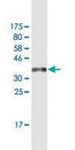 Monoclonal Anti-ZNF10, (N-terminal) antibody produced in mouse clone 1E1, purified immunoglobulin, buffered aqueous solution