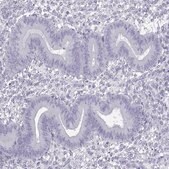 Anti-FBXO24 antibody produced in rabbit Prestige Antibodies&#174; Powered by Atlas Antibodies, affinity isolated antibody, buffered aqueous glycerol solution