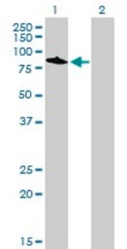 Monoclonal Anti-TOP3B antibody produced in mouse clone 4F11, purified immunoglobulin, buffered aqueous solution