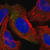 Anti-WASHC3 antibody produced in rabbit Prestige Antibodies&#174; Powered by Atlas Antibodies, affinity isolated antibody, buffered aqueous glycerol solution
