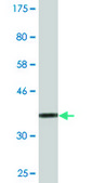 Monoclonal Anti-PSMA8 antibody produced in mouse clone 5A8, ascites fluid