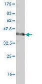 Monoclonal Anti-ZNF289 antibody produced in mouse clone 4B3, purified immunoglobulin, buffered aqueous solution