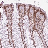 Anti-POU6F1 antibody produced in rabbit Prestige Antibodies&#174; Powered by Atlas Antibodies, affinity isolated antibody, buffered aqueous glycerol solution