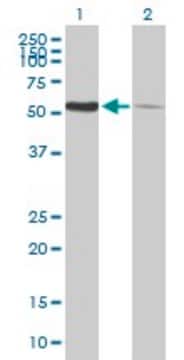 Anti-PDIA3 antibody produced in mouse purified immunoglobulin, buffered aqueous solution