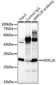 Anti-MRPL28 Antibody, clone 3B9F2, Rabbit Monoclonal