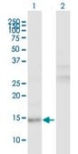 Anti-LRRFIP1 antibody produced in mouse purified immunoglobulin, buffered aqueous solution