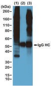 Anti-Phosphothreonine antibody, Rabbit monoclonal recombinant, expressed in HEK 293 cells, clone RM102, purified immunoglobulin