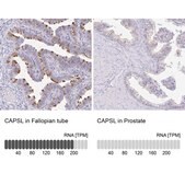 Anti-CAPSL antibody produced in rabbit Prestige Antibodies® Powered by Atlas Antibodies, affinity isolated antibody, buffered aqueous glycerol solution