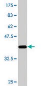 Monoclonal Anti-ZNF23 antibody produced in mouse clone 2D3, purified immunoglobulin, buffered aqueous solution