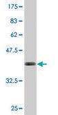 Monoclonal Anti-BST2, (C-terminal) antibody produced in mouse clone 3H4, purified immunoglobulin, buffered aqueous solution