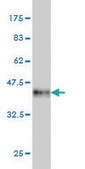 Monoclonal Anti-TESK2 antibody produced in mouse clone 5D1, purified immunoglobulin, buffered aqueous solution