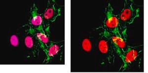 Anti-Acetyl Histone H3 (Lys27) Antibody, clone 5E2.2 clone 5E2.2, from mouse