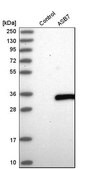 Anti-ASB7 antibody produced in rabbit Prestige Antibodies&#174; Powered by Atlas Antibodies, affinity isolated antibody, buffered aqueous glycerol solution