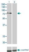 Monoclonal Anti-PRKCD, (C-terminal) antibody produced in mouse clone 6A2, purified immunoglobulin, buffered aqueous solution