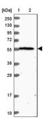 Anti-OSBPL2 antibody produced in rabbit Prestige Antibodies&#174; Powered by Atlas Antibodies, affinity isolated antibody, buffered aqueous glycerol solution