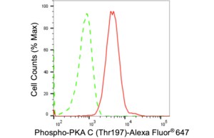 Anti-phospho-PKA C (Thr197) Antibody, clone 24GB1650, Rabbit Monoclonal clone 24GB1650, recombinant rabbit monoclonal, expressed in HEK293 cells