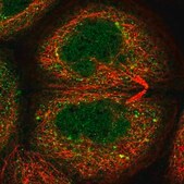 Anti-C16orf46 antibody produced in rabbit Prestige Antibodies&#174; Powered by Atlas Antibodies, affinity isolated antibody, buffered aqueous glycerol solution
