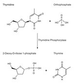 Thymidine Phosphorylase, recombinant from Escherichia coli recombinant, expressed in E. coli, buffered aqueous solution, ≥500 units/mL