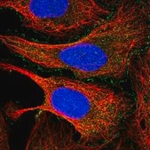 Anti-PDCD7 antibody produced in rabbit Prestige Antibodies&#174; Powered by Atlas Antibodies, affinity isolated antibody, buffered aqueous glycerol solution