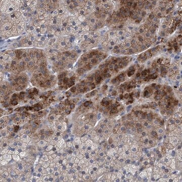 Anti-RNF208 antibody produced in rabbit Prestige Antibodies&#174; Powered by Atlas Antibodies, affinity isolated antibody, buffered aqueous glycerol solution, Ab2