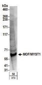 Rabbit anti-MOF/MYST1 Antibody, Affinity Purified Powered by Bethyl Laboratories, Inc.